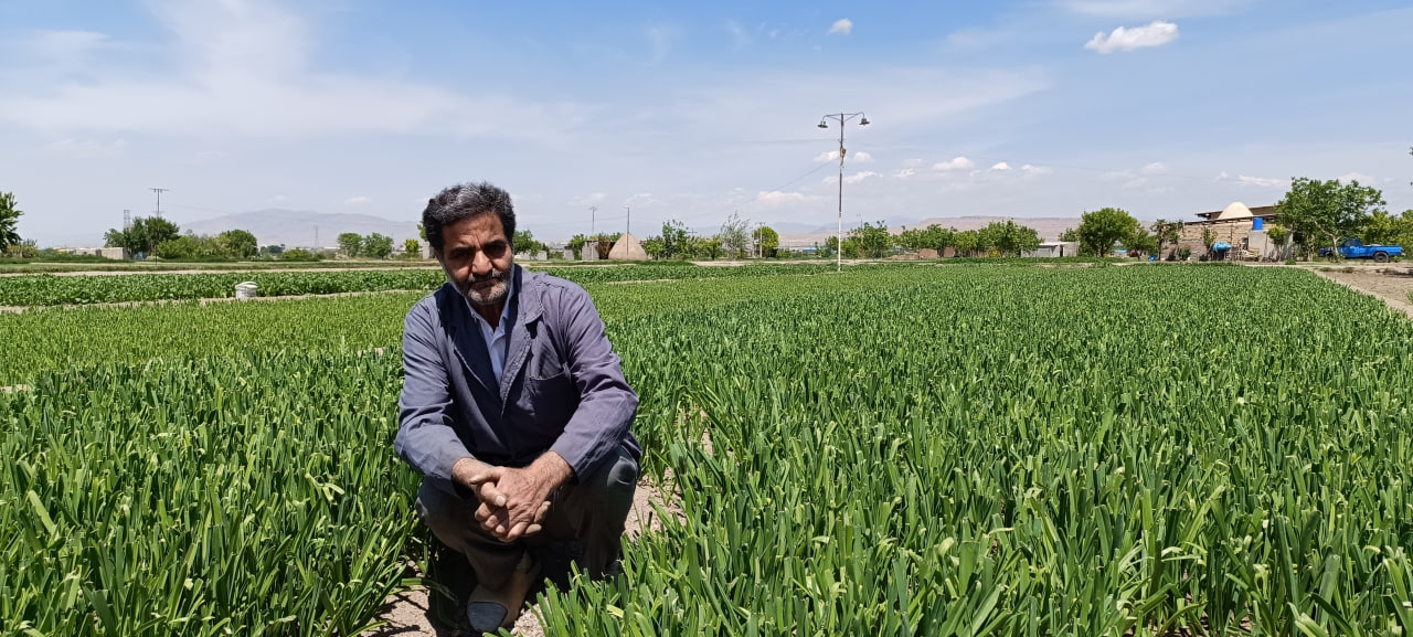 محصول سالم سبزیجات برگی جعفر دایی در حکم آباد